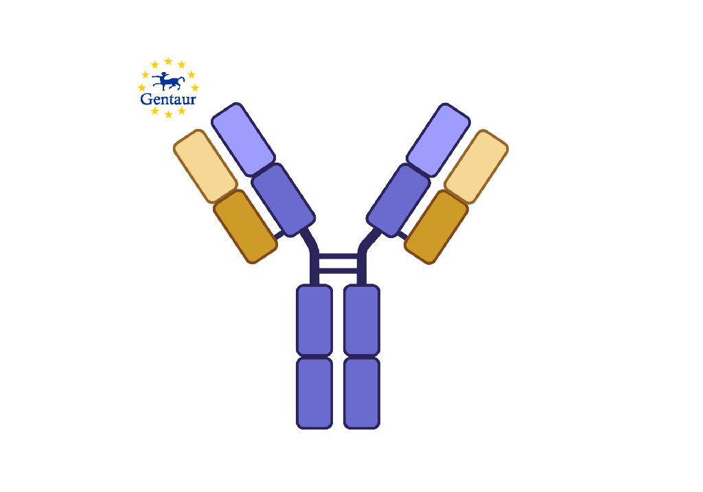 Anti-APOB100 Antibody